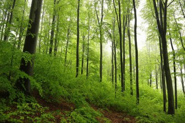Sisli yağmurlu havalarda bahar yaprak döken orman.