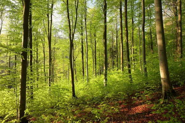 Floresta Decídua Primavera Amanhecer — Fotografia de Stock