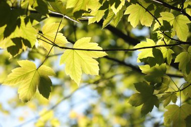 Sycamore akçaağaç yaprakları ormanda