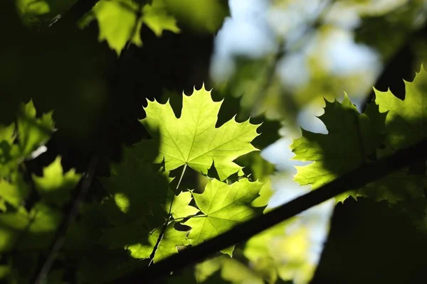Jarní Javorové Listy Větvičce Lese — Stock fotografie