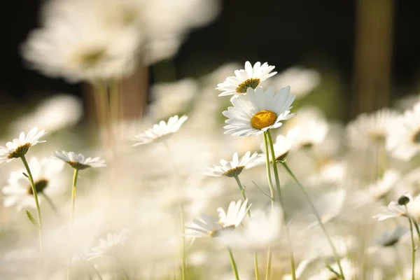 Margherite Prato Primavera Crepuscolo — Foto Stock