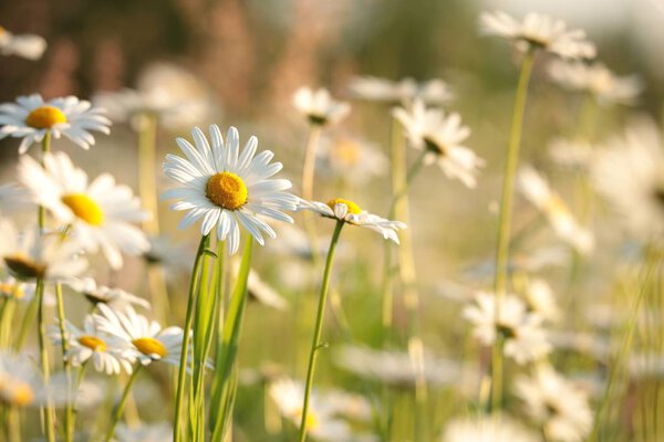 Daisies on a spring meadow at dusk.