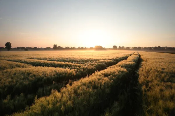 Lever Soleil Sur Champ Blé — Photo