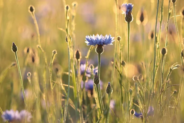 Cornflower Campo Atardecer — Foto de Stock