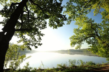 Oaks bir bahar sabahı bir göl kenarında.