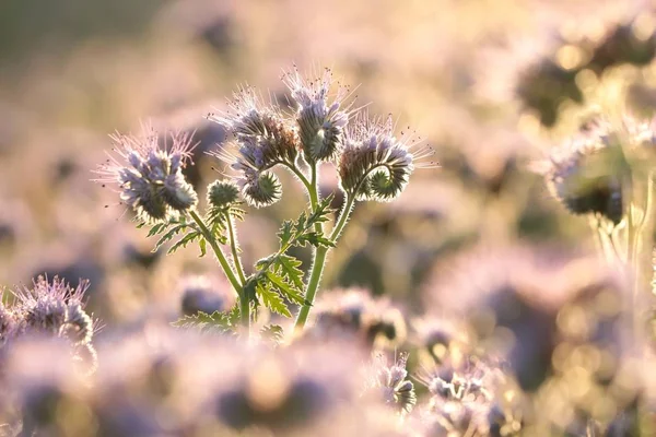 Lacy Phacelia Phacelia Tanacetifolia Sunrise — Stock Photo, Image