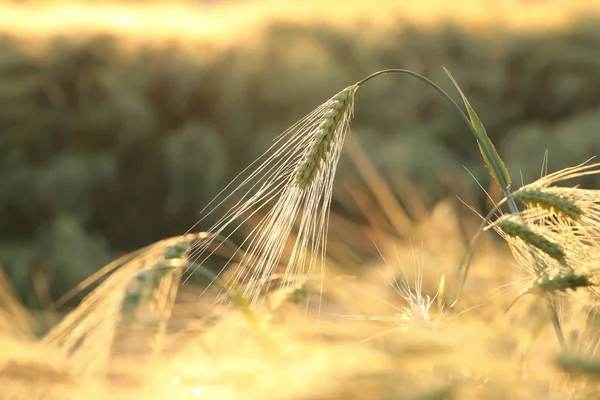 Orelha Trigo Campo Entardecer — Fotografia de Stock