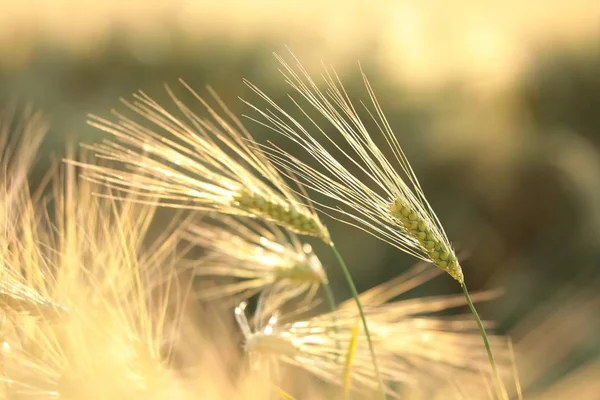 夕暮れ時の畑の小麦の耳 — ストック写真