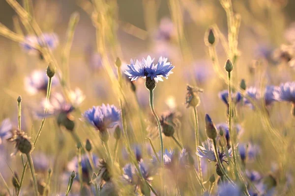 Cornflower Campo Atardecer — Foto de Stock