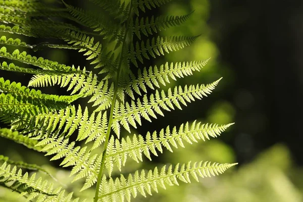 Close Fern Forest — Stock Photo, Image