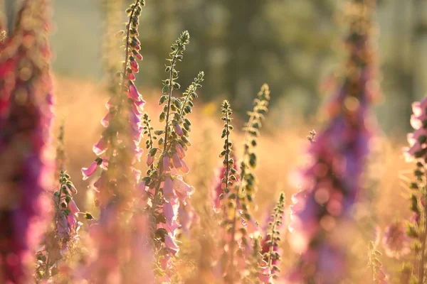 Lila Gyűszűvirág Digitalis Purpurea Hajnalban — Stock Fotó