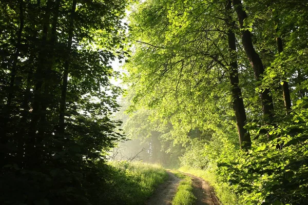 Country Road Trough Spring Forest Dawn — Stock Photo, Image