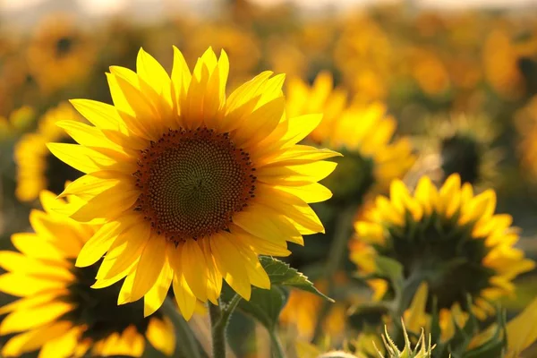 Słonecznik Helianthus Annuus Polu Zmierzchu — Zdjęcie stockowe