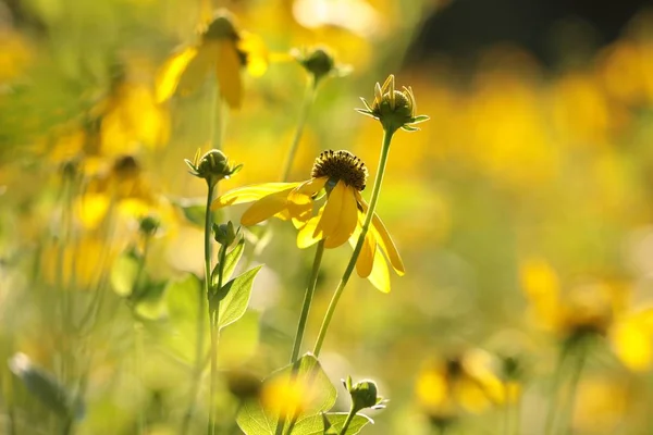 Cutleaf Coneflower Rudbeckia Laciniata Sole — Foto Stock