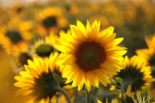 Sonnenblume Helianthus Annuus Der Abenddämmerung Auf Dem Feld — Stockfoto