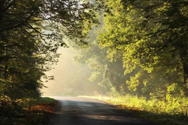 Sisli güneşli bir sabah bir sonbahar ormanı ile Ülke yol