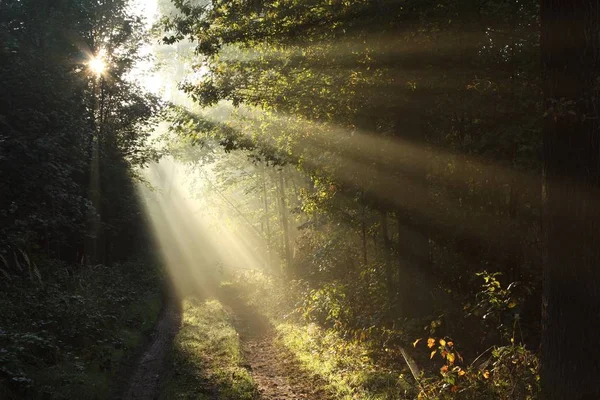 Zonnestralen Vallen Door Eiken Het Herfst Bos Omringd Door Ochtend — Stockfoto