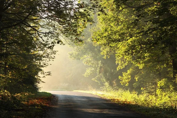 Strada Campagna Attraverso Una Foresta Autunnale Una Mattina Sole Nebbioso — Foto Stock