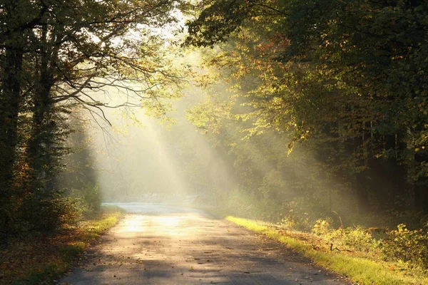 Sol Nascente Ilumina Folhas Carvalho Nos Ramos Das Árvores Floresta — Fotografia de Stock