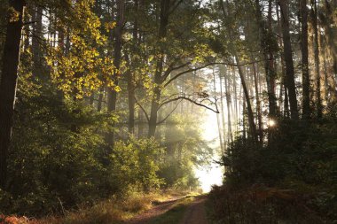 Sisli güneşli bir sabah bir sonbahar ormanı ile Trail