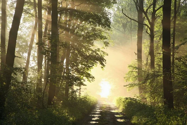 在一个雾蒙蒙的阳光下穿过春天森林的肮脏道路 — 图库照片