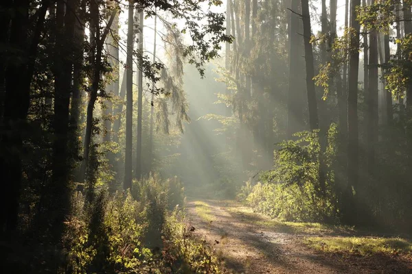 Landweg Door Het Bos Een Mistige Herfstochtend — Stockfoto