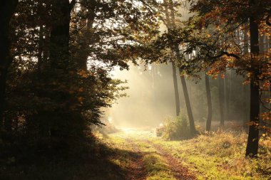 Sonbahar meşeleri arasındaki orman yolu sisli havada yükselen güneş tarafından aydınlatılır.