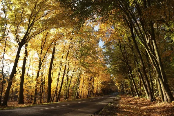 Country Road Oaks Sunny Autumn Morning — Stock Photo, Image