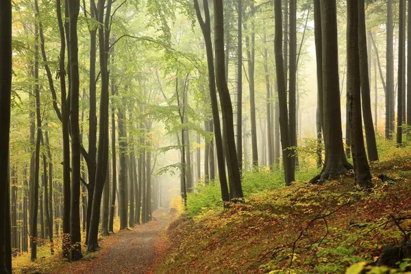Sentier Parmi Les Hêtres Travers Une Forêt Automne Par Temps — Photo