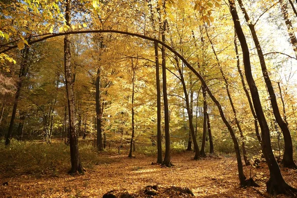 Golden Leaves Trees Autumn Forest Dusk — Stock Photo, Image