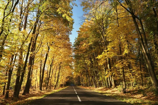 秋天阳光明媚的早晨 橡树间的乡间小路 — 图库照片