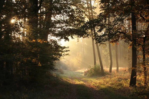 Skogsstig Bland Höstekarna Upplyst Den Uppgående Solen Dimmigt Väder — Stockfoto