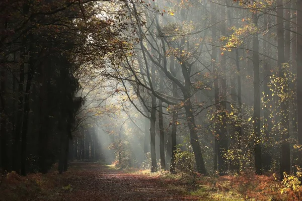 秋の終わりの朝 森の中をオークの間の道 — ストック写真