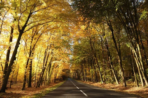 秋天阳光明媚的早晨 橡树间的乡间小路 — 图库照片