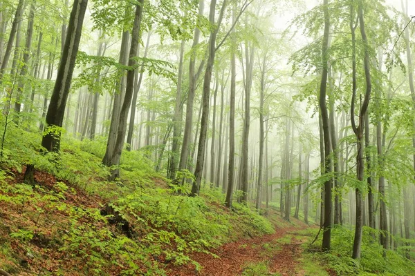 霧に包まれた春の森のブナの木 雨の日 — ストック写真