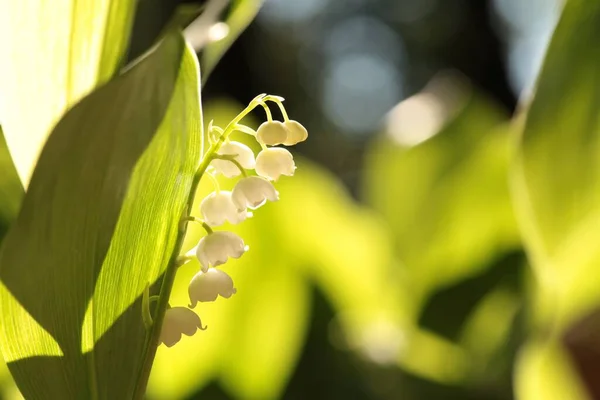 Lily Van Vallei Het Bos — Stockfoto