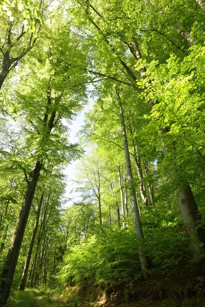 Wiosenny Las Bukowy Słoneczny Poranek — Zdjęcie stockowe