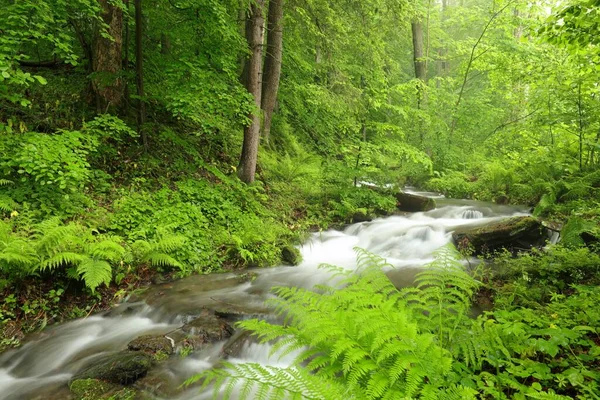 Ruisseau Forestier Descendant Des Montagnes Pendant Les Précipitations — Photo