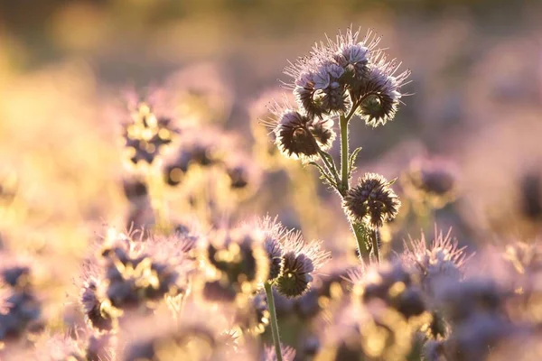 Lacy Phacelia Phacelia Tanacetifolia Durante Amanecer — Foto de Stock