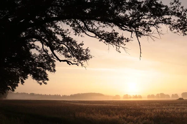 Дуб Тлі Поля Зерна Сході Сонця — стокове фото