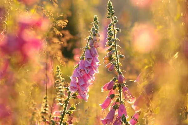 Purple Foxglove Digitalis Purpurea Sunrise — Stock Photo, Image