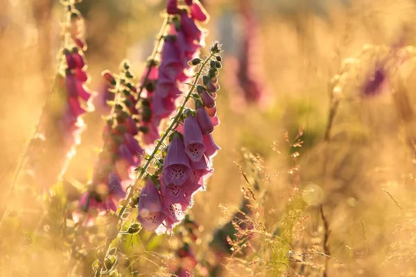 Guanto Viola Digitalis Purpurea Durante Alba — Foto Stock