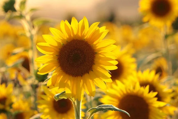 Sunflower Helianthus Annuus Field Dusk — Stock Photo, Image