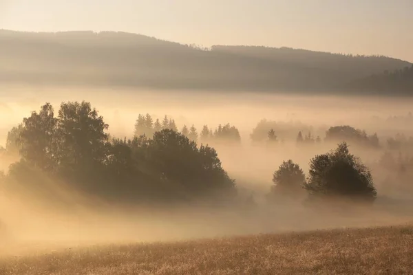日の出の間に谷の霧の中の木 — ストック写真