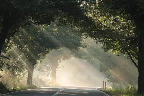 Solstrålar Passerar Genom Träden Längs Vägen Dimmig Morgon — Stockfoto