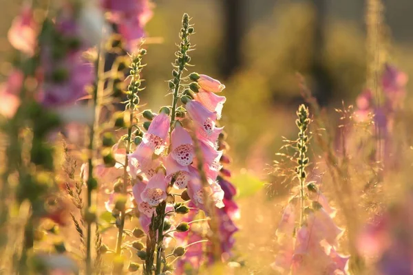 Guante Zorro Morado Digitalis Purpurea Durante Amanecer — Foto de Stock