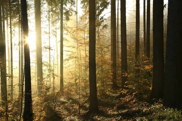 Forêt Conifères Automne Lever Soleil Par Temps Brumeux — Photo