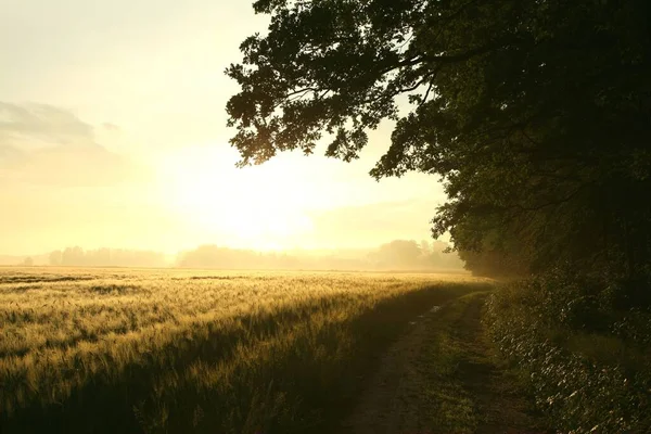 Dirt Road Forest Field Foggy Morning — Stock Photo, Image