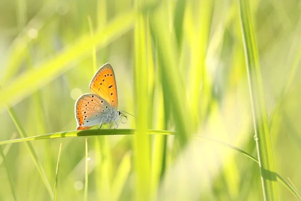 Borboleta Prado Primavera Uma Manhã Ensolarada — Fotografia de Stock