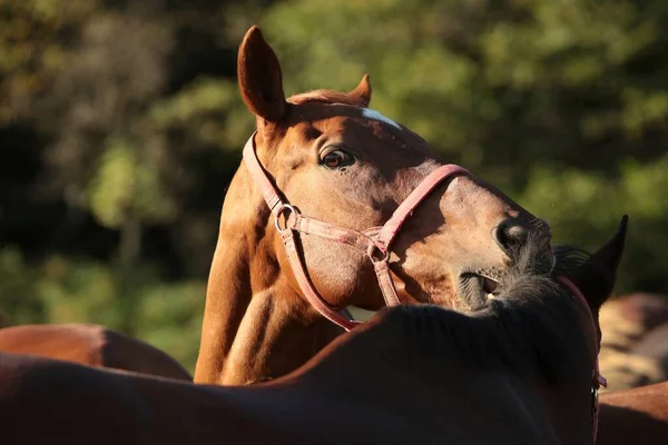 Hingsten Kliar Annan Häst Med Tänderna — Stockfoto